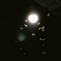 Insetti Volanti